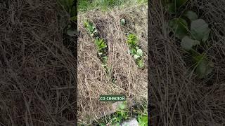 Сравниваю свеклу в обычном и природном земледелии.