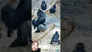 #gorilla #animals #zoo #cute #monkey #praguezoo #familylove #zoolife #animallover #primates