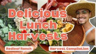 DELICIOUS Lunch Harvests and Farm to Table Meals | Compilation