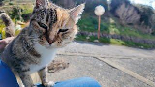 When I stroked the tuxedo cat duo at the harbor, other cats started coming over one after another.