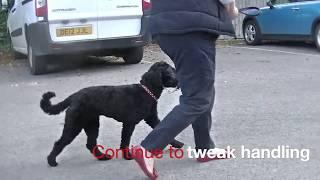 Pulling on lead and dog aggression - Dog Training Lessons Online.