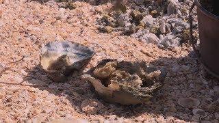 Oysters 2 Ways: Bush Cook'n ► All 4 Adventure TV