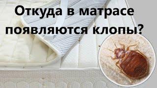 Откуда в матрасе появляются клопы?