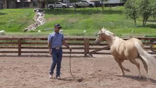 GROUND WORK IS ESSENTIAL TO A WELL BEHAVED HORSE