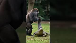 Gorilla Spins the Crocodile Like a Toy!