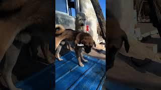 How Alpha Dog King Charles Lost His Empire to Rocky ( newlu_princess)