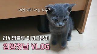 러시안블루 아기고양이 입양첫날 VLOG