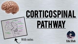 Corticospinal Tract || Pyramidal tract - Detailed Explanation with PG Questions