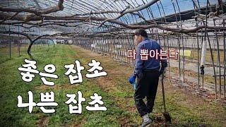 [좋은잡초,나쁜잡초] 유기농 포도밭의 봄맞이 정비