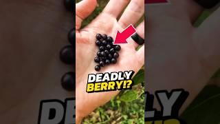 If You See Small Black Fruits in the Forest, RUN IMMEDIATELY! 