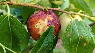 Jujube Growing | Jujube Varieties | Jujube Diseases