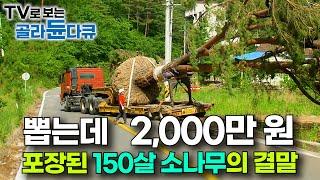 포장비만 2,000만 원. 무려 한 그루 22톤 초대형 소나무의 결말｜소나무 이식 공사｜극한직업｜#골라듄다큐