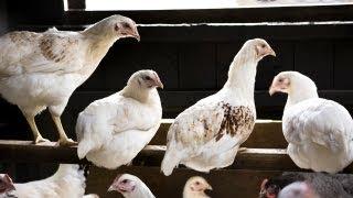 Building Chicken Coops | Farm Raised With P. Allen Smith