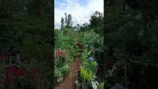 #agrigenz #kebunstrawberry #petanimuda #petaniindonesia #fyp #4u