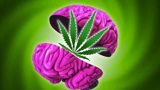 Why Marijuana Is Good for Your Brain – But Bad for Your Mind