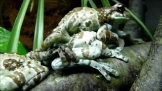 Tree Frog Terrarium (Amazon Milk Frog)