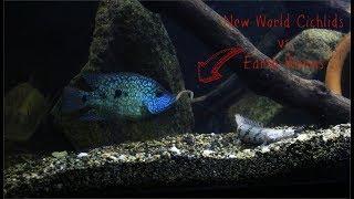 Feeding Earth Worms To New World Cichlids