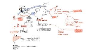 Berberine: Liver and Metabolic Health