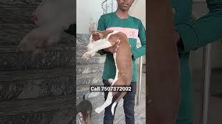 #pitbull puppy for sale in #pune #dogs #dogforsales #pitbullsale #labrador#forsale #mumbai #sale