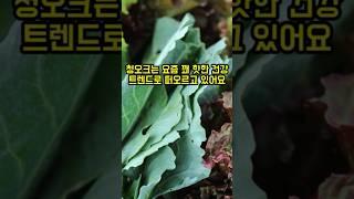 청오크의 효능 the efficacy of blue oaks