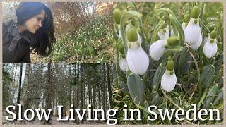 Slow Living in Sweden | Signs of Spring | Shalika Löfdahl #slowliving