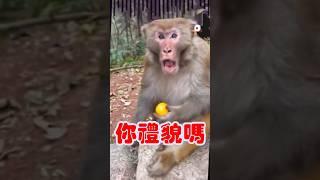 Teasing 你禮貌嗎 #笑死方休  #funny   #shorts