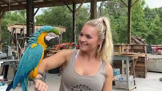 Macaw Walks Over To See Zoe With Triple L Rustic Designs