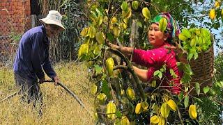 I Gather Sour Starfruit While Grandpa Cleans Up His Daughter’s Farm! Ly Phuc Hang