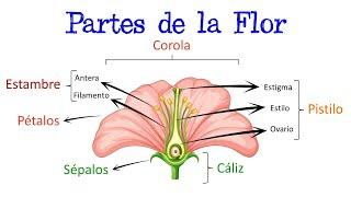  Partes de la Flor y sus Funciones  [Fácil y Rápido] | BIOLOGÍA |