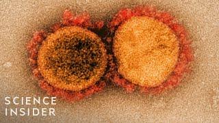 How Viruses Like The Coronavirus Mutate