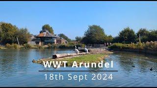 A visit to the Wildfowl and Wetland Trust in Arundel - September 2024