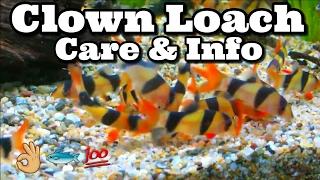 Clown Loach Care & Information