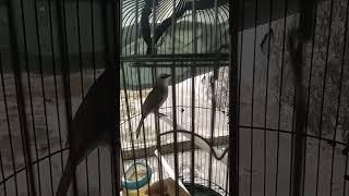 Burung Trucukan Jinak & Gacor #shorts