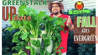 Fall Succession Planting in a Potato Vertical Garden | Fall Garden GreenStalk Update| Food Shortage