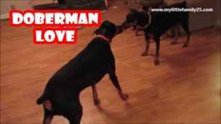 DOBERMAN LOVE