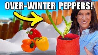 How to Over-Winter Pepper for Early Spring Harvest - in Any Climate!