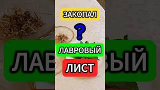 СОСЕД ЗАКАПЫВАЕТ ЛАВРОВЫЙ ЛИСТ зачем рассказал в видео #огород #дом #огородничество #овощи #сорняки