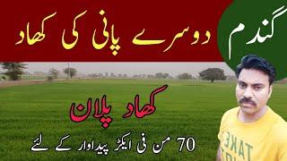 Wheat fertilizer at second irrigation | Abid Ali Agrarian