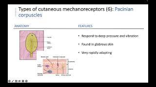 General Sensation | Mechanoreceptors, Referred Pain, & Sensory Pathways | Part 3