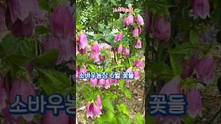 소바우농장 6월 꽃들....