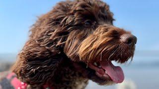 Dog-friendly cottages in Fife