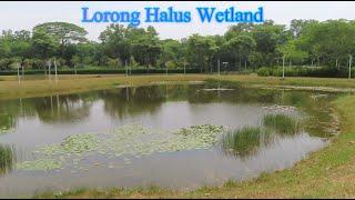 Lorong Halus Wetland (The Manmade Wetland In Singapore-From Landfilled To Wetland)