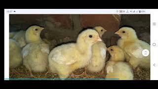 19 Aug. Chicks Rate Today (+4)