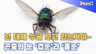 넌 대체 누굴 보고 있는 거야~ 곤충의 눈 '겹눈'과 '홑눈'#곤충의 눈#눈의구조 #파리