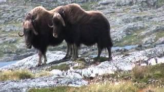 Musk Ox Encounter - Adventures North