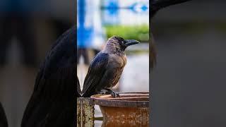 2022 Crow Vs 5000bc Crow  ShortZone  4k quality #shorts #youtubeshorts #viralshorts #4k