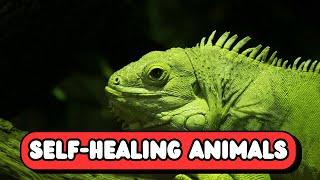 Top 10 Animals That Can Regenerate Body Parts | Nature's Ultimate Healers | UZR Tube