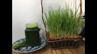 CÁCH TRỒNG CỎ LÚA MÌ KHÔNG CẦN ĐẤT - HẠT GIỐNG CỎ LÚA MÌ TIỂU MẠCH THẢO