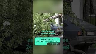 ЖКХ заплатит за поврежденные деревьями авто  #авто  #жкх  #беларусь #новости