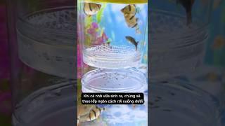 Hộp cách ly cá 2 lớp an toàn tuyệt đối cho cá mái và cá nhỏ #aquarium #youtubeshorts